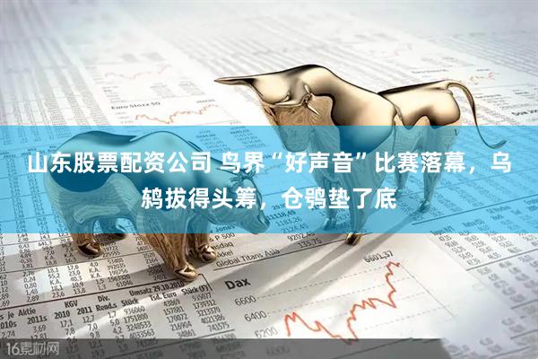 山东股票配资公司 鸟界“好声音”比赛落幕，乌鸫拔得头筹，仓鸮垫了底